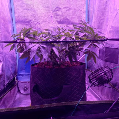 Shogun growlog timeline photo