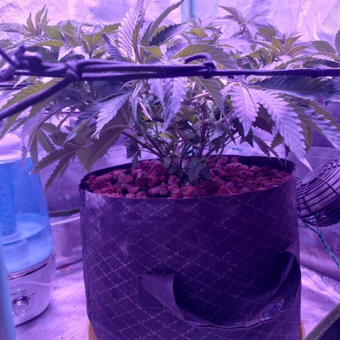 Shogun growlog timeline photo