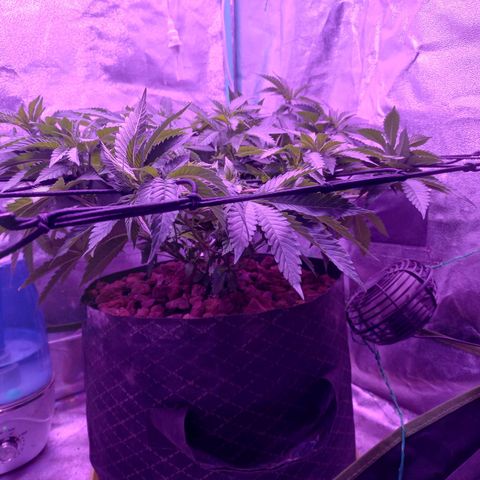 Shogun growlog timeline photo