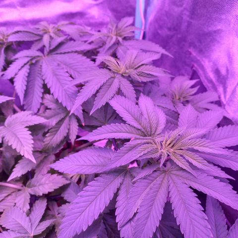 Shogun growlog timeline photo