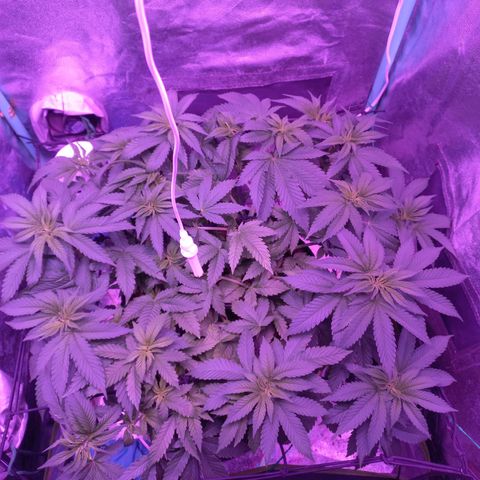 Shogun growlog timeline photo