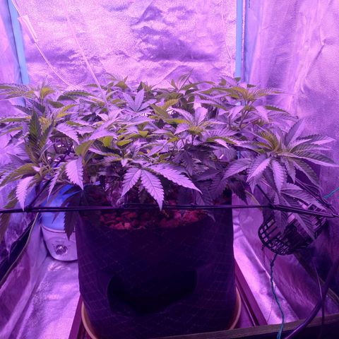 Shogun growlog timeline photo