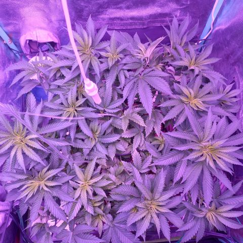 Shogun growlog timeline photo