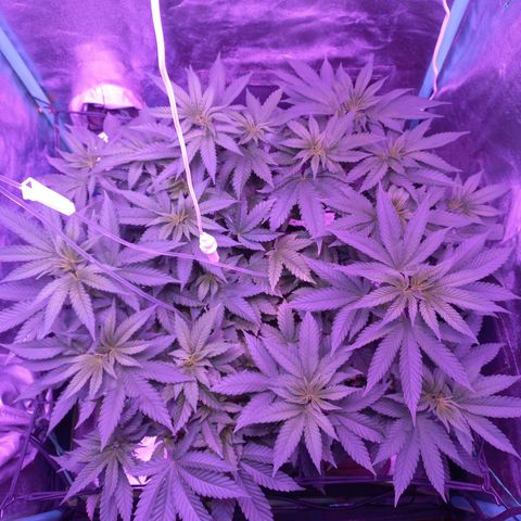 Shogun growlog timeline photo