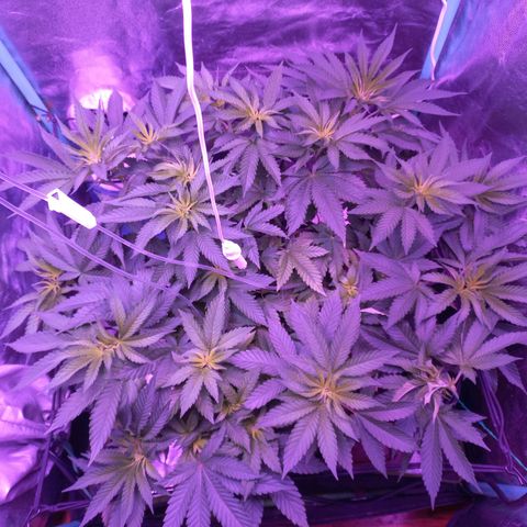 Shogun growlog timeline photo