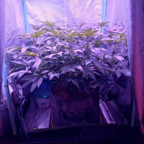 Shogun growlog timeline photo