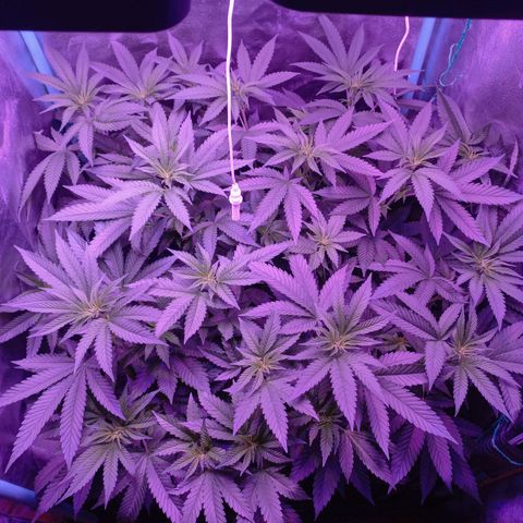 Shogun growlog timeline photo