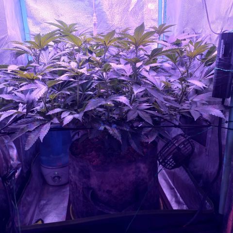 Shogun growlog timeline photo