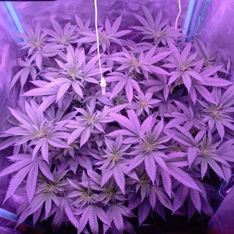 Shogun growlog timeline photo