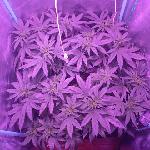 Shogun growlog timeline photo
