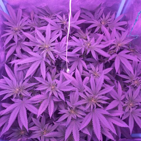 Shogun growlog timeline photo