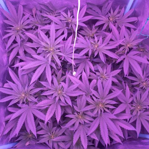 Shogun growlog timeline photo