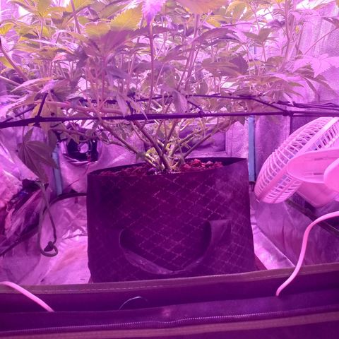 Shogun growlog timeline photo