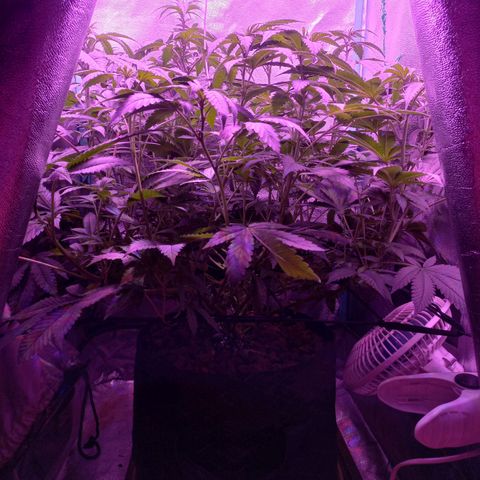 Shogun growlog timeline photo