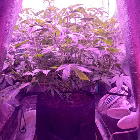 Shogun growlog timeline photo