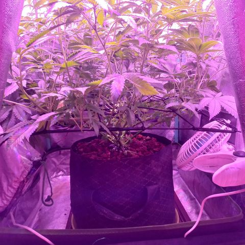 Shogun growlog timeline photo