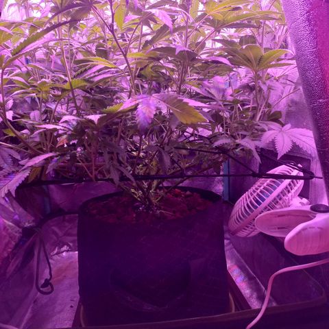 Shogun growlog timeline photo