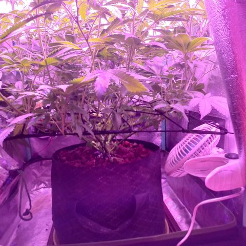 Shogun growlog timeline photo