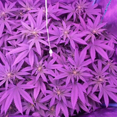 Shogun growlog timeline photo