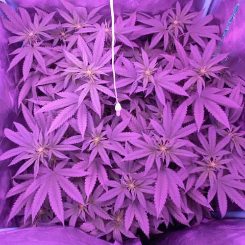 Shogun growlog timeline photo