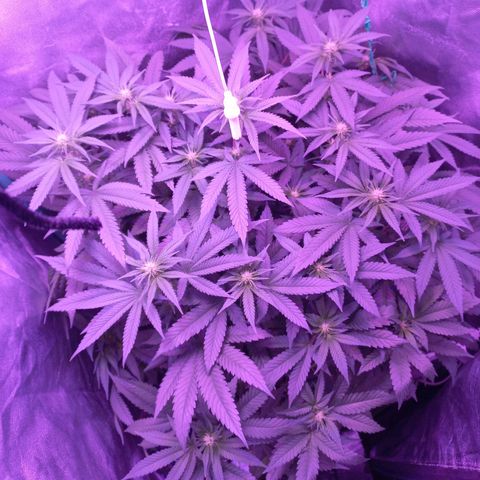 Shogun growlog timeline photo