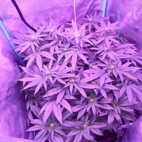 Shogun growlog timeline photo