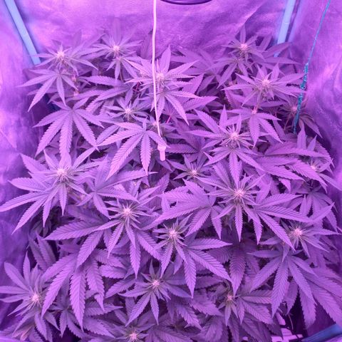 Shogun growlog timeline photo