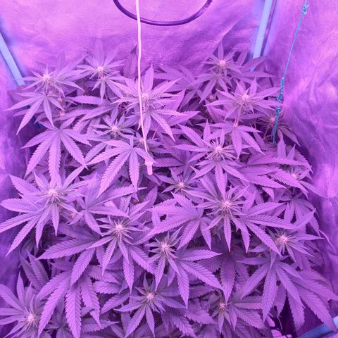Shogun growlog timeline photo