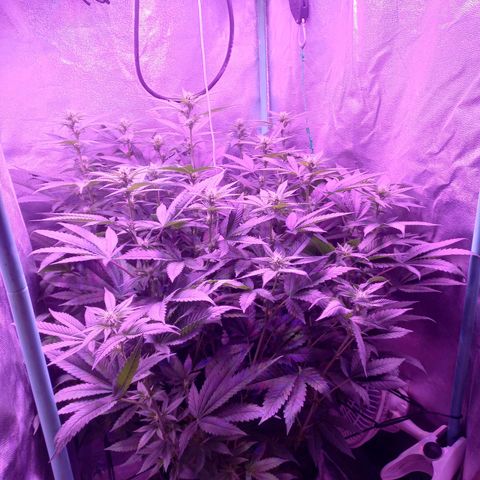 Shogun growlog timeline photo