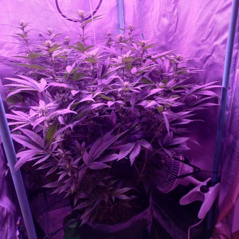 Shogun growlog timeline photo