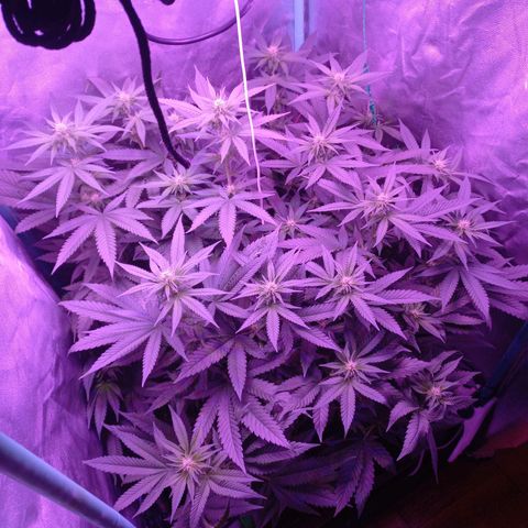 Shogun growlog timeline photo