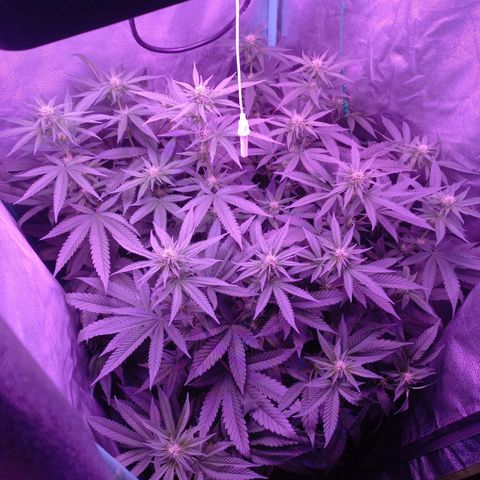 Shogun growlog timeline photo