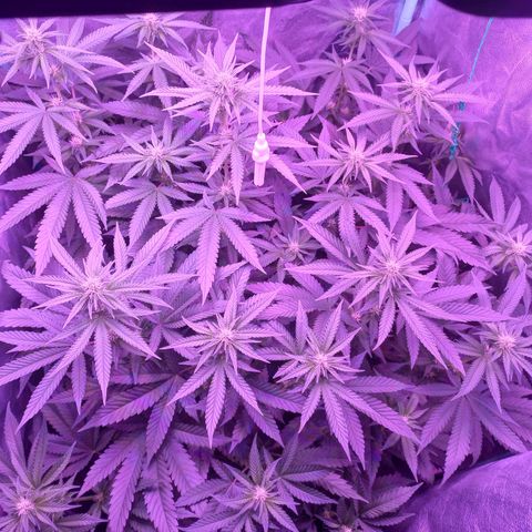 Shogun growlog timeline photo