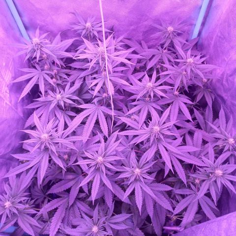 Shogun growlog timeline photo