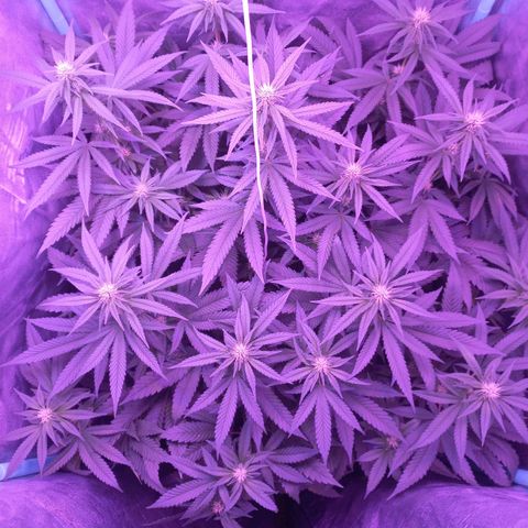 Shogun growlog timeline photo