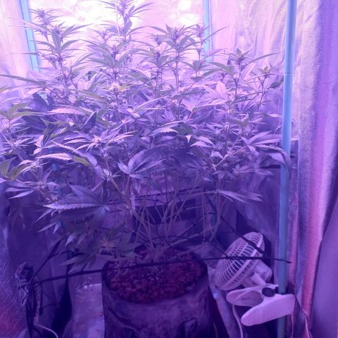 Shogun growlog timeline photo