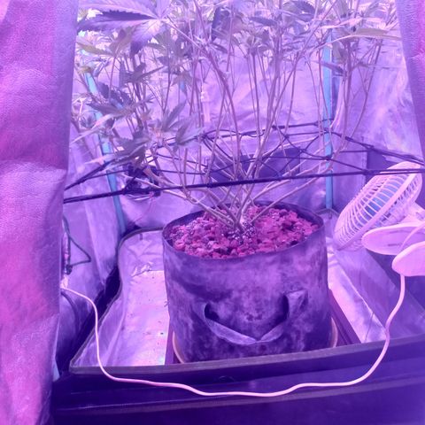 Shogun growlog timeline photo