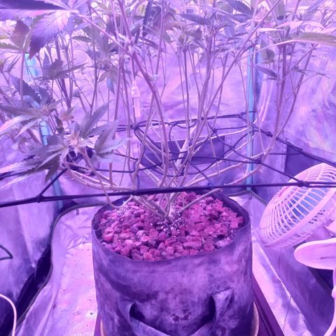 Shogun growlog timeline photo