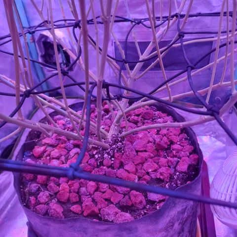 Shogun growlog timeline photo