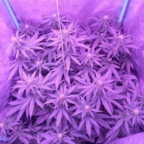 Shogun growlog timeline photo