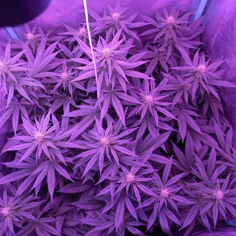 Shogun growlog timeline photo