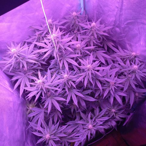 Shogun growlog timeline photo