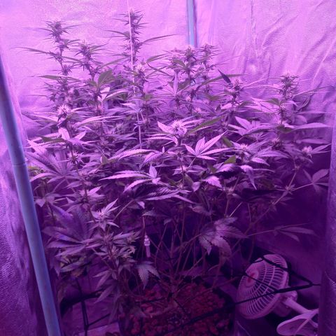 Shogun growlog timeline photo