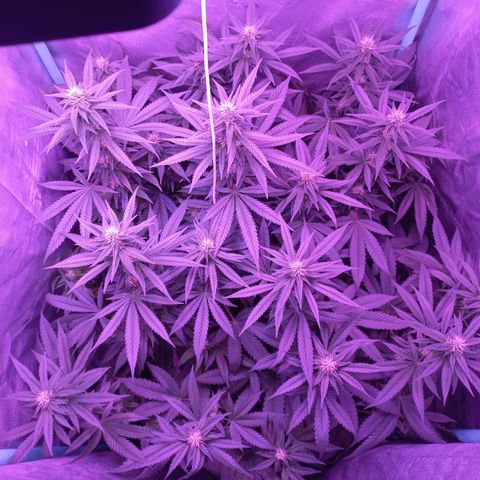 Shogun growlog timeline photo