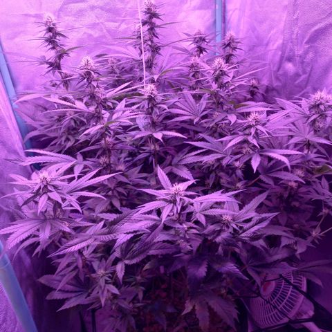 Shogun growlog timeline photo