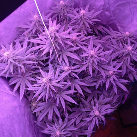 Shogun growlog timeline photo