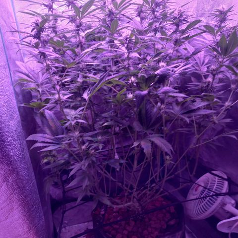 Shogun growlog timeline photo