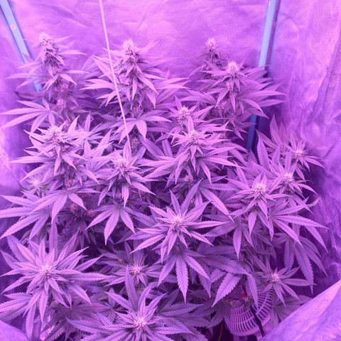 Shogun growlog timeline photo