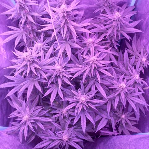 Shogun growlog timeline photo
