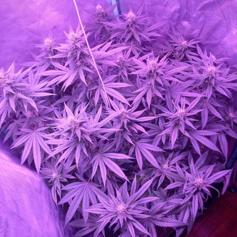 Shogun growlog timeline photo